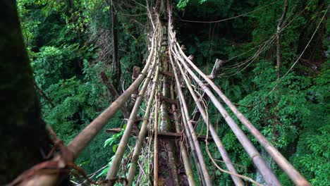 Slow-tilting-shot-of-the-famous-Ficus-Elastica-bridge-created-by-the-Khasi-Tribe