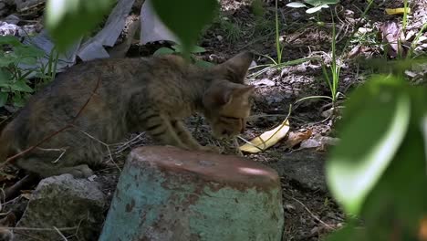 a famished juvenile neighborhood cat foraging
