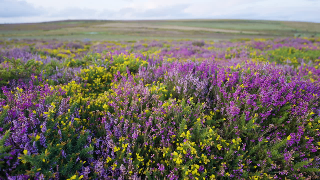 Purple and Yellow Heath Flowers in Bloom