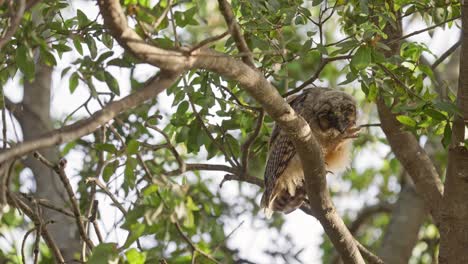 a long-eared owl owlet is standing on a branch and looking around