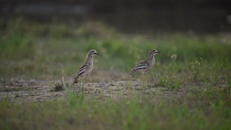 Matting-dance-of-Birds