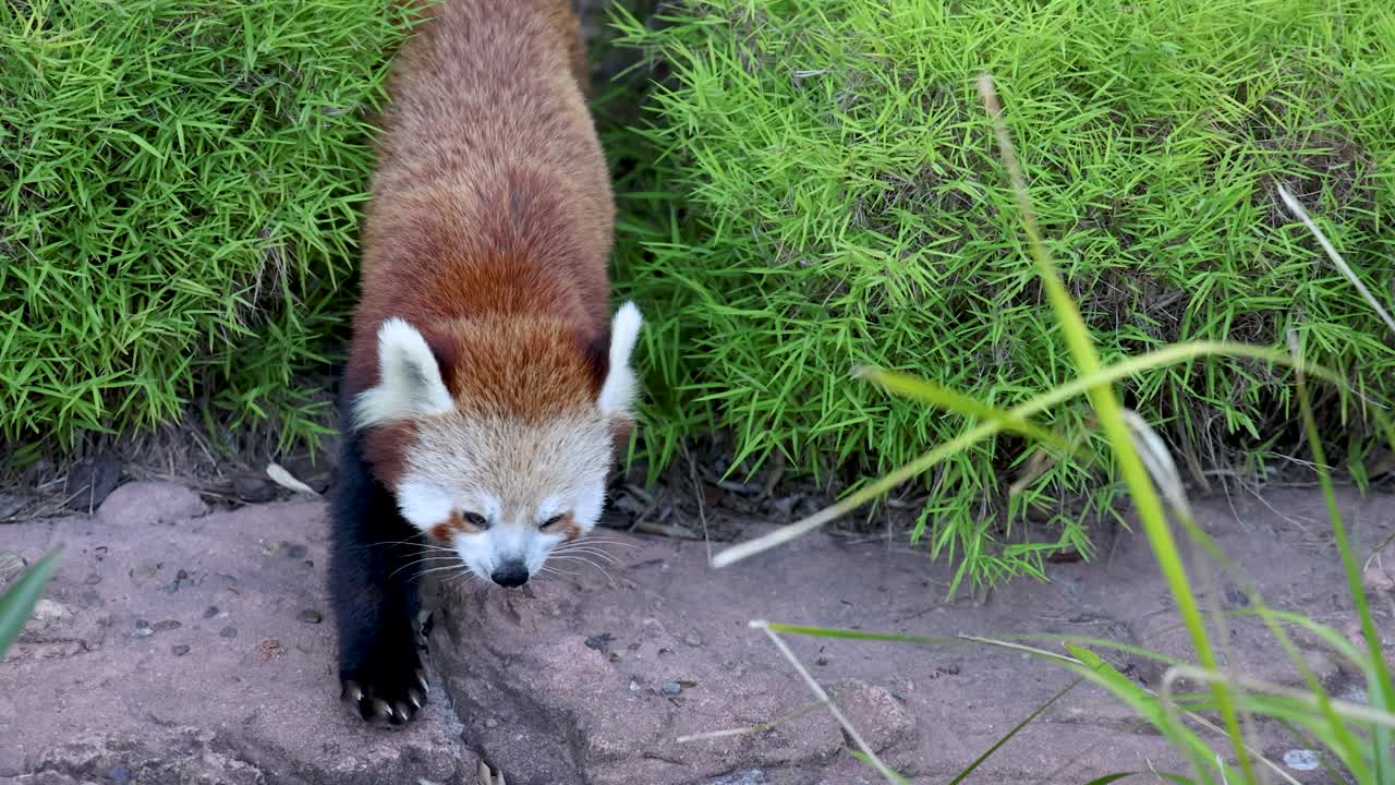 Un panda rosso cammina tra cespugli verdi e sopra rocce in un recinto esterno luminoso.