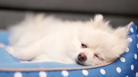 el perro de pomerania está durmiendo.