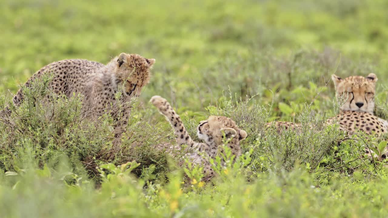 Africa Cheetah Cubs Playing in Tanzania, Playful Cute Cheetahs and Baby Animals in Serengeti National Park on African Wildlife Safari Animals Game Drive with Rough and Tumble
