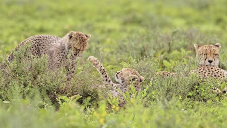 africa cheetah cubs playing in tanzania, playful cute cheetahs and baby animals in serengeti national park on african wildlife safari animals game drive with rough and tumble