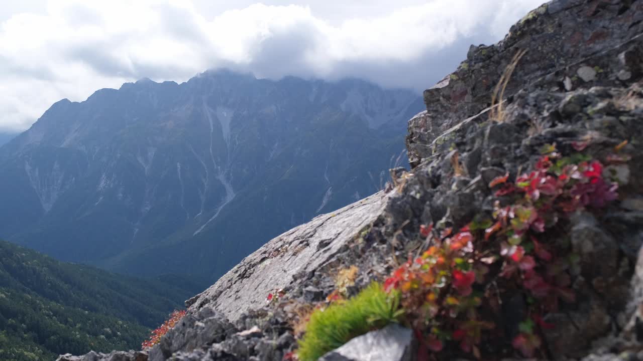 Close-up of colorful high alpine plants growing on a rocky slope with the Hotaka mountain range in the background under a cloudy sky