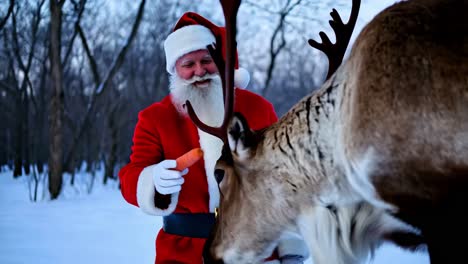 santa feeding reindeer in snowy forest