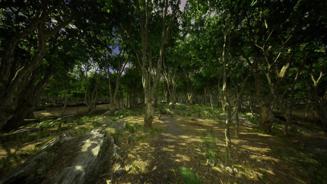 Lush forest landscape showcasing diverse vegetation and tranquil atmosphere