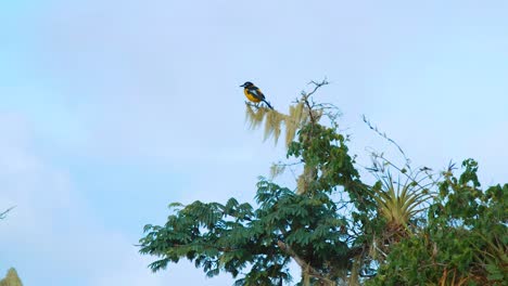 Ave-Troupial-Venezolana-En-Lo-Alto-De-Un-árbol-En-Curacao,-Antillas-Holandesas