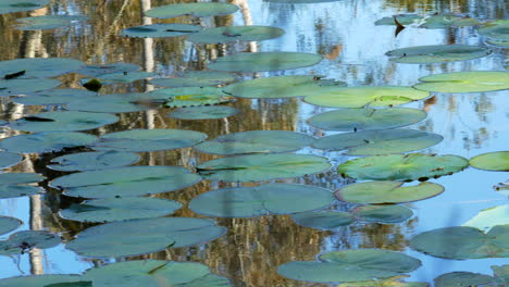 waterlily’s on the barwon river geelong