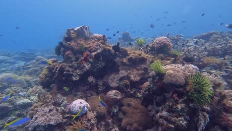 underwater view of colourful tropical marine fishes including fusiliers on a healthy and biodiverse coral reef ecosystem in indo-pacific reef of coral triangle, timor leste, southeast asia