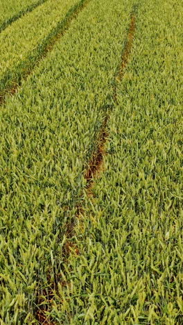close-up view of beautiful farming field. flight over the young plants growing on the rural agronomy background. camera moves up to left. vertical video