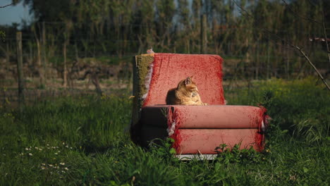 cat resting on an old couch in animal shelter