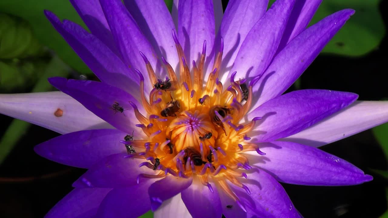 las abejas, las moscas y otros insectos voladores en la flor de loto azul comen y recogen néctar