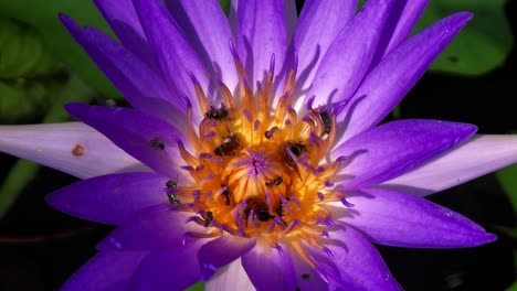 bees, flies and other flying insects on blue lotus flower eat and collect nectar