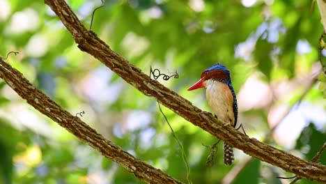 Ein-Baum-Eisvogel-Und-Einer-Der-Schönsten-Vögel-Thailands-In-Den-Tropischen-Regenwäldern