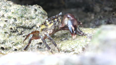 crab eating food with claw