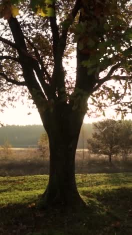 autumn sunlight through trees