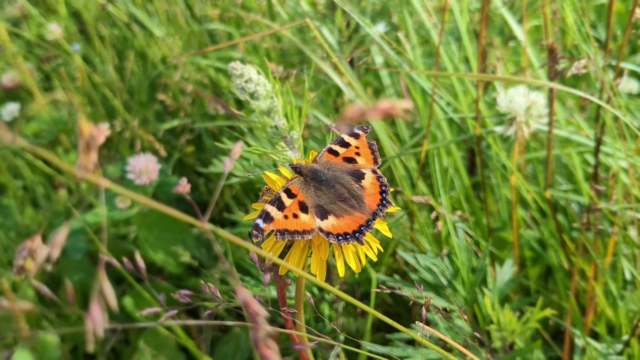 Piccola farfalla vanessa che impollina un fiore di tarassaco in un prato e si aggrappa al vento.