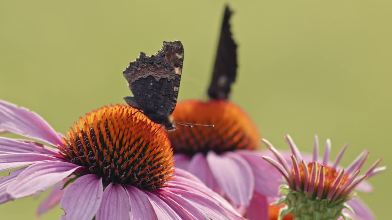 Two butterflies eating Nectar From orange Coneflower - macro static shot