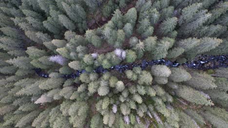 Drone-aerial-4k-video-over-mountain-river-in-green-wild-pine-tree-forest-from-Carpathian-Mountains-Romania-Europe