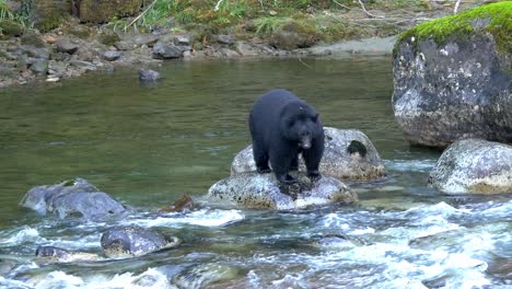 big male black bear standing on a rock in the middle of the river, looking for salmon