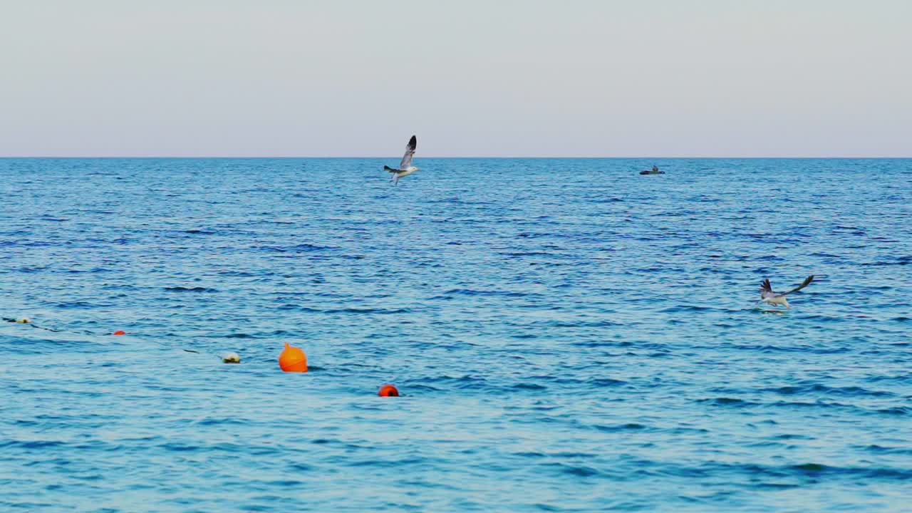 seagulls fly over the surface of the water. Gull in the sky. Slow motion