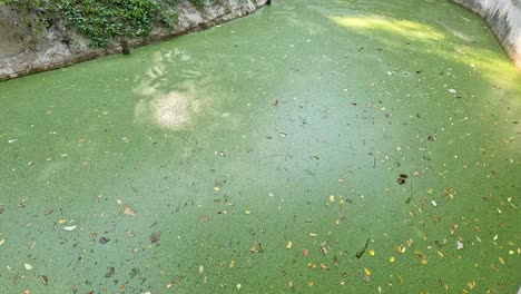 green waterway with duckweed and floating debris