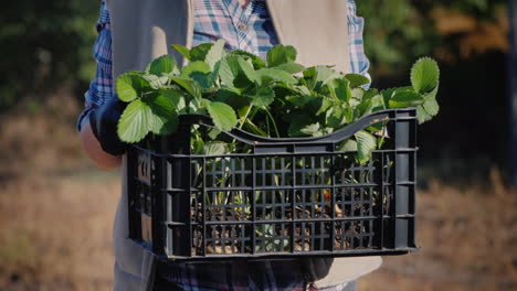 the farmer holds a basket with strawberry seedlings