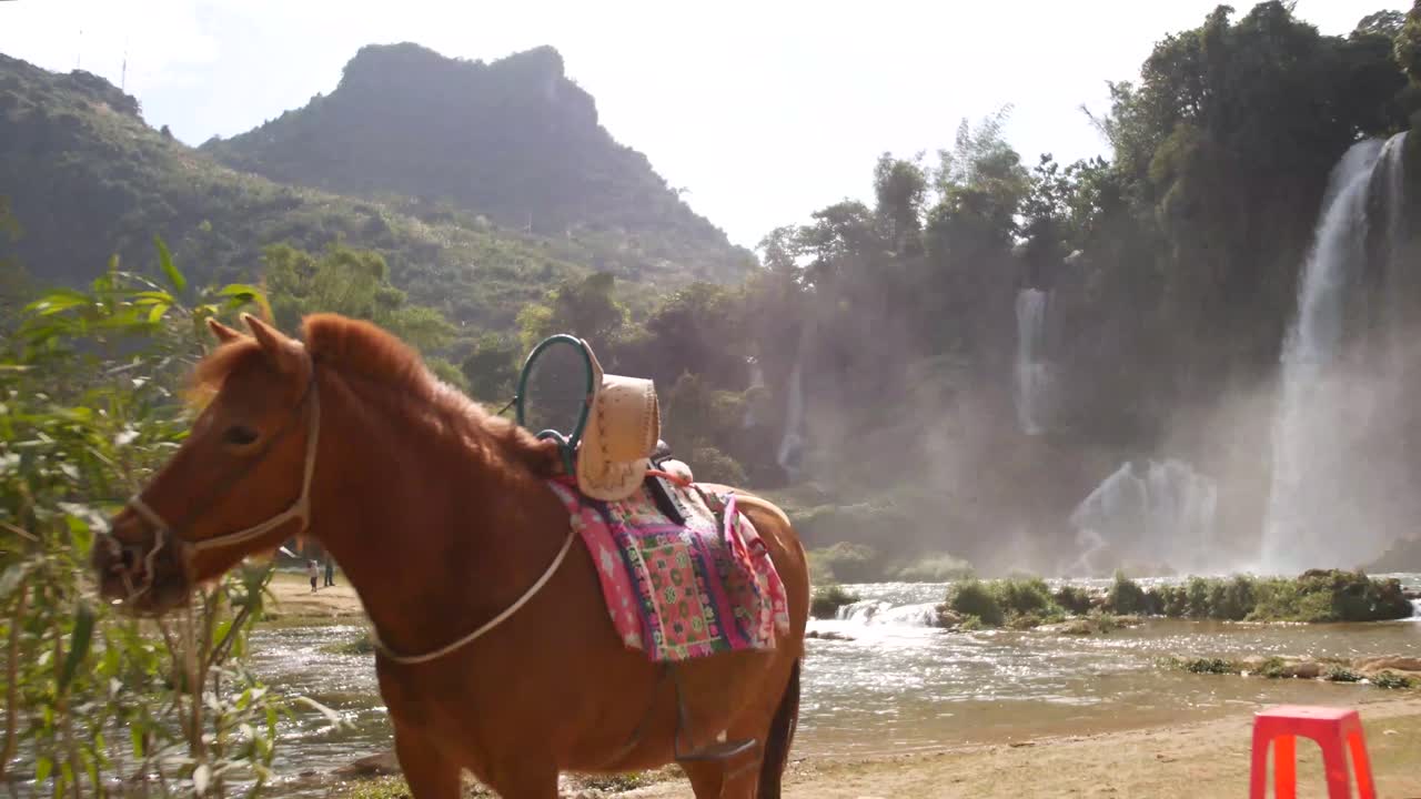 베트남과 중국의 국경에 있는 카오방 폭포의 물가에 있는 아름다운 갈색 말