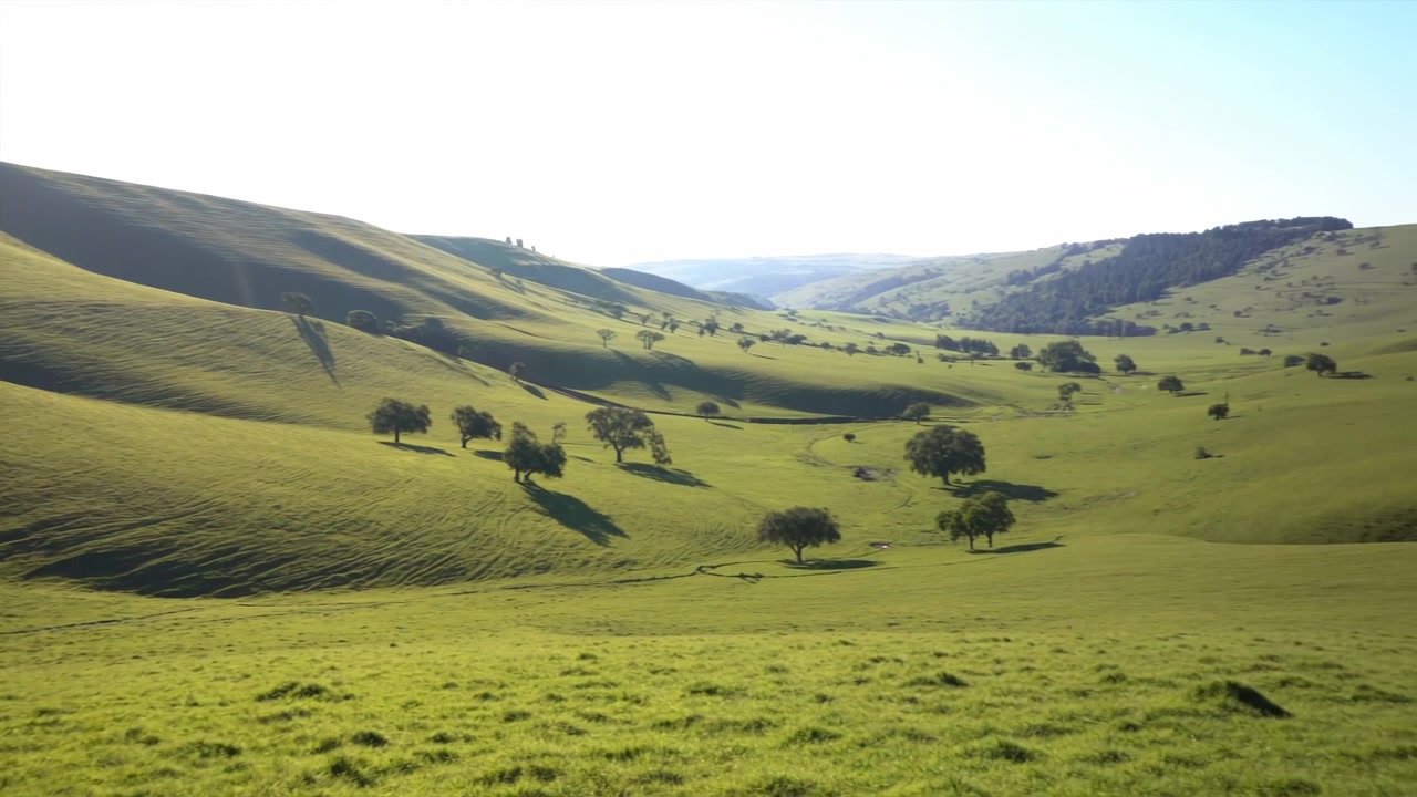 Colline ondulate illuminate dal sole e alberi solitari sparsi su un vasto pascolo verde, ripresi da un punto di vista aereo elevato, con dettagli di collina, erba, pascolo e paesaggio, che mostrano prato, valle e crinale.