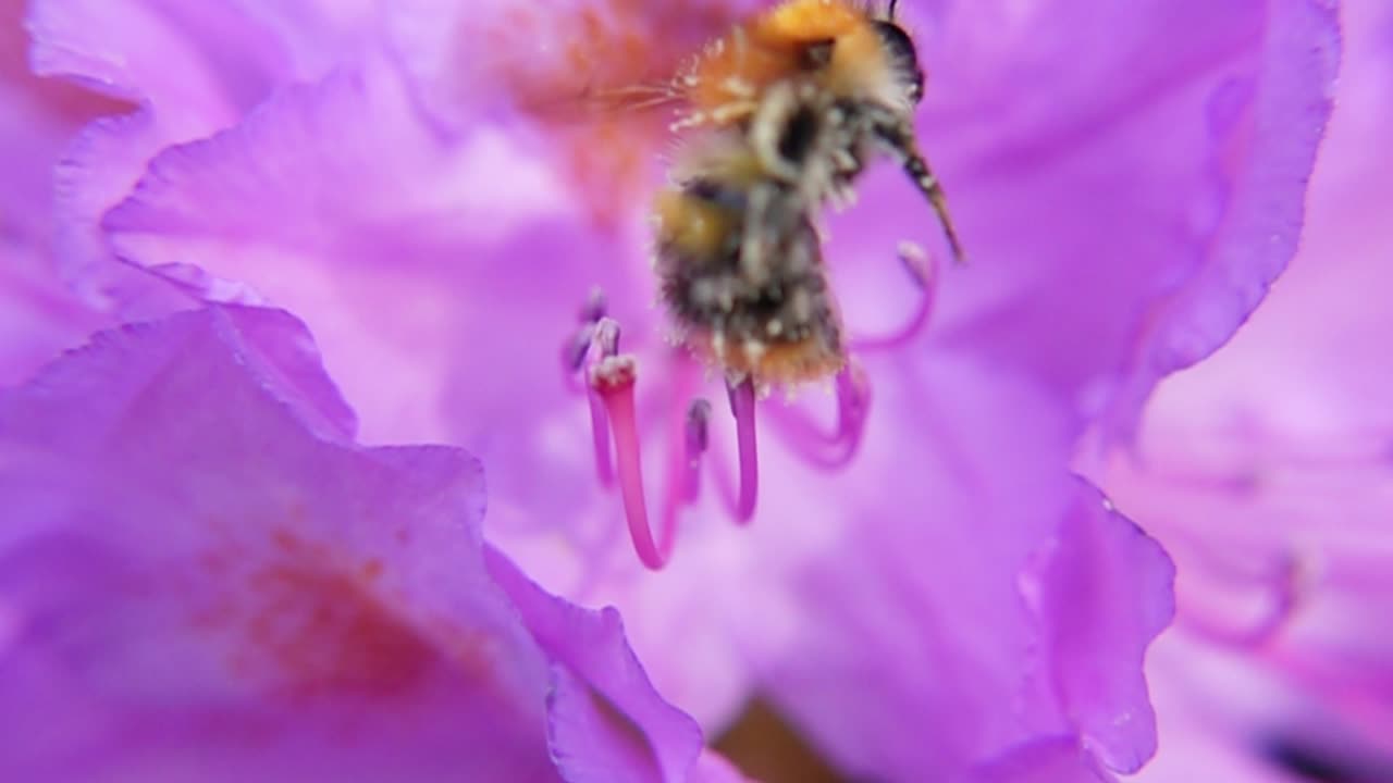 abejorro recogiendo el polen de una flor rosada en flor