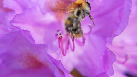 Bumblebee-Collecting-Pollen-From-Pink-Flower-In-Bloom