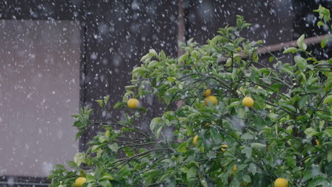 heavy falling snow with yuzu citrus fruit tree in background during daytime in tokyo, japan