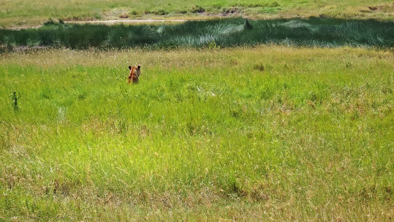Una leonessa solitaria attende nella fitta boscaglia del Parco Nazionale del Serengeti, Africa, in cerca della sua prossima preda. Scena cinematografica di fauna selvatica che cattura l'istinto predatorio, la tensione e la cruda sopravvivenza nella savana.
