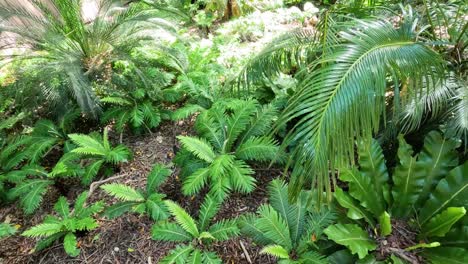 fast-motion view of a lush tropical garden.