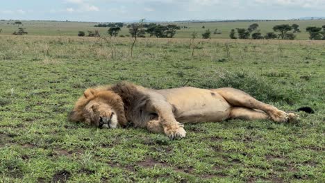 male maasai lion (panthera leo massaicus) sleeps on the ground in serengeti national park in tanzania.