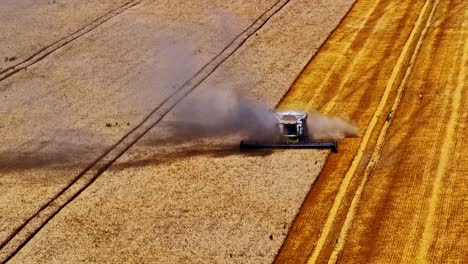 Harvester combine creates dust trails on golden farmland, aerial of machine working in rows