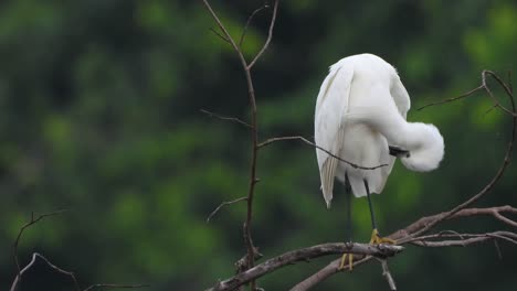 little egret chilling on tree uhd 4k