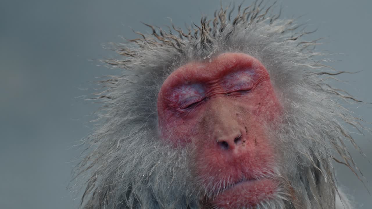 obtener una vista íntima de un mono de nieve relajándose en las aguas termales de jigokudani onsen.