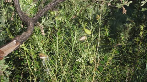 Vainas-De-Semillas-Puntiagudas-De-Malezas-De-Algodón-Con-Globos,-Planta-Silvestre-Nativa-De-Sudáfrica