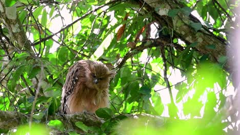 魚烏 (buffy fish owl) 是一個大型烏,但卻是四種烏中最小的