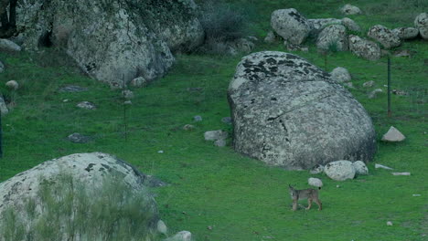 El-Lince-Ibérico-Camina-A-Través-De-Un-Paisaje-Montañoso-Rocoso-En-Andalucia-España