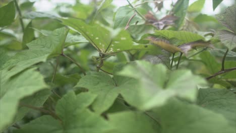 Beautiful-green-and-lush-indian-rainforest-plants-close-up-view