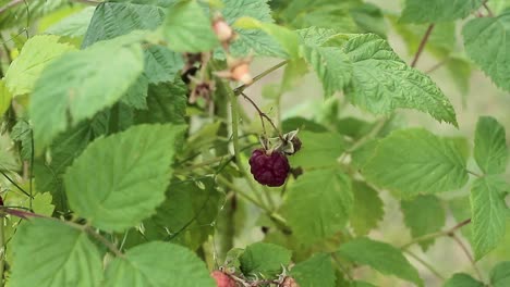 Reife-Himbeeren-Im-Sommer-Stockvideos-Pflücken