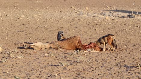 two black backed jackals scavenge and eat an eland carcass in kalahari