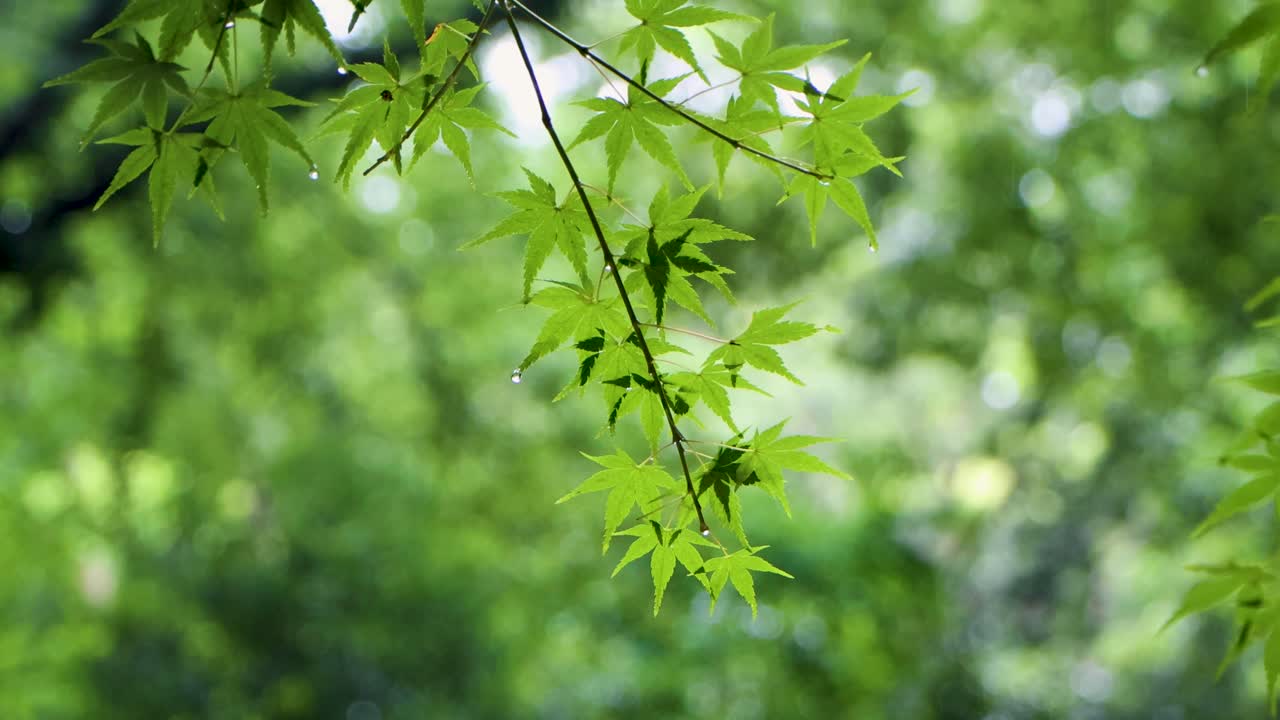 도쿄 최고의 전망