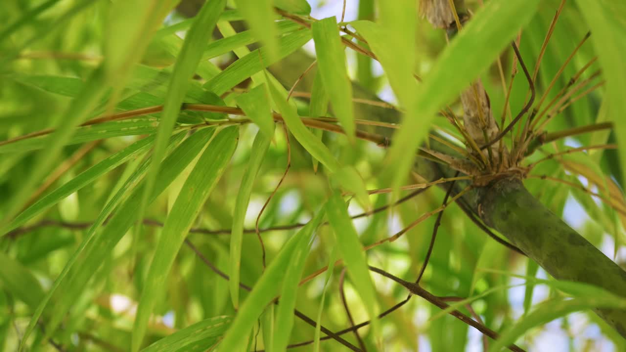 A vibrant close-up of bamboo leaves in a tropical forest showcasing nature's beauty under bright sunlight.
