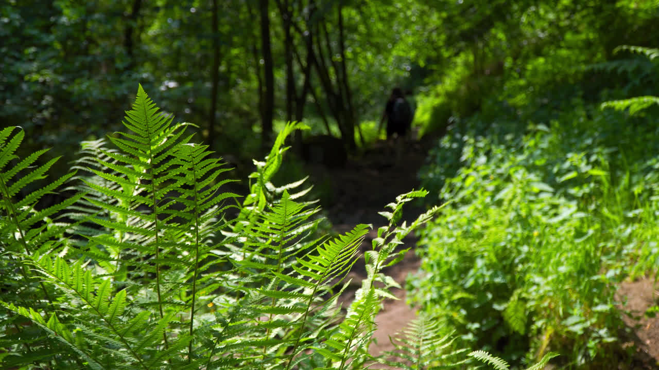 mujer, madre y niño, hijo, niño caminando por un bosque en un sendero de tierra