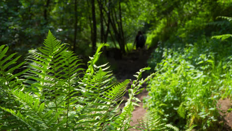 Mujer,-Madre-Y-Niño,-Hijo,-Niño-Caminando-Por-Un-Bosque-Arbolado-En-Un-Sendero-De-Tierra